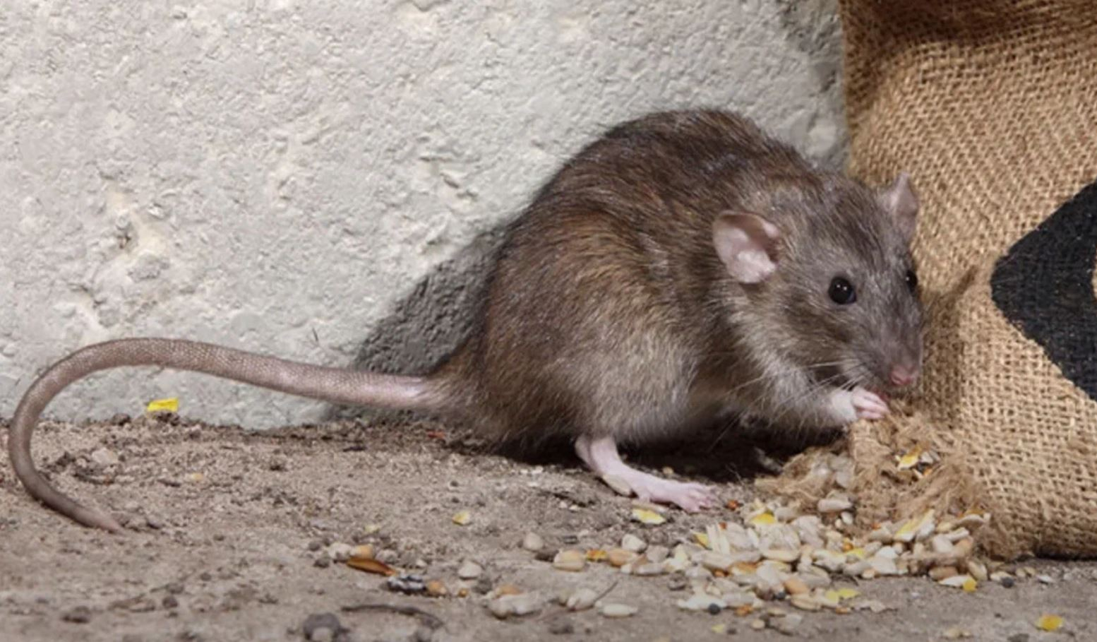 фото: Профессиональная дератизация в Чернореченском: <br/>+7-909-173-42-96