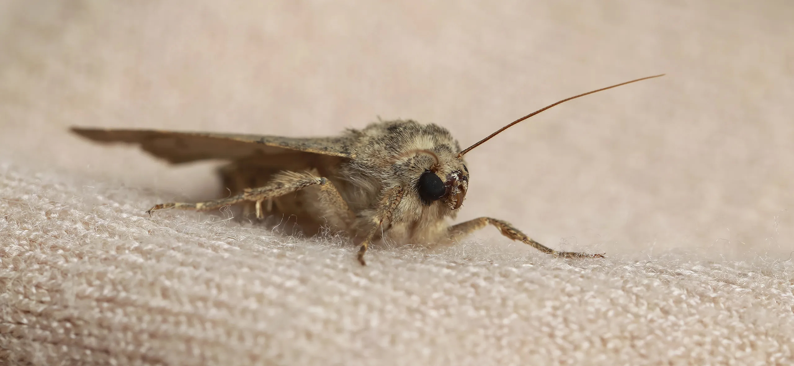 фото: Профессиональная обработка от моли в Чернореченском: <br/>+7-909-173-42-96